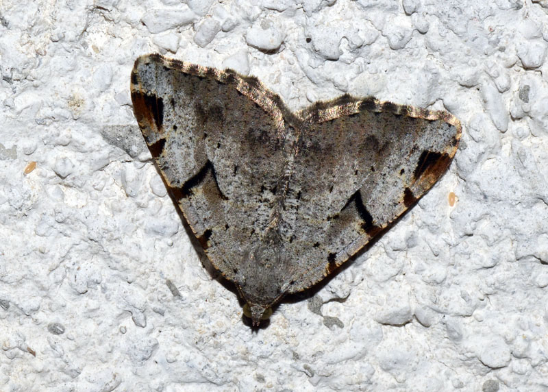 Geometridae Ennominae Macaria wauaria